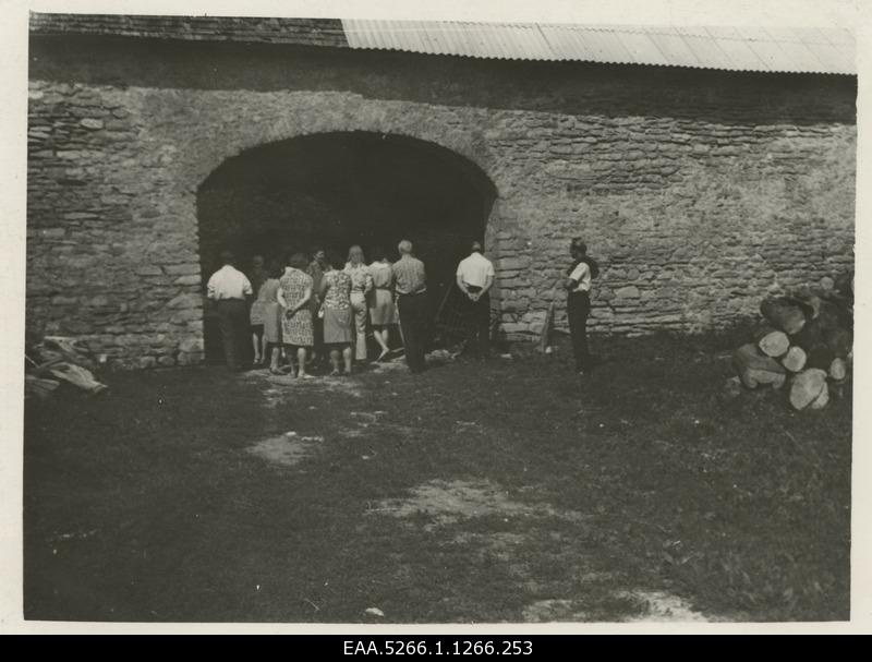 Padise Manor's cattle cattle