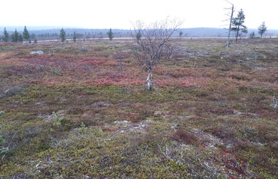 Kaunispää in Inar rephoto