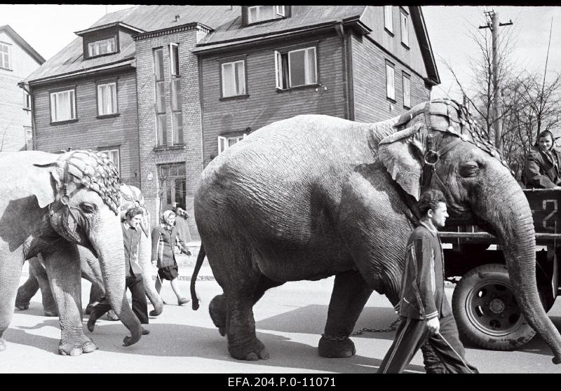 Dressed elephants are moved from the railway station to the circus of Tallinn.