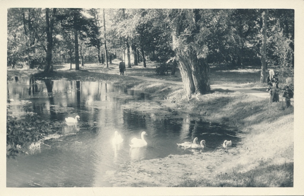 foto Viljandi, Miilitsa (Mõisa tiik), luiged, park 1956