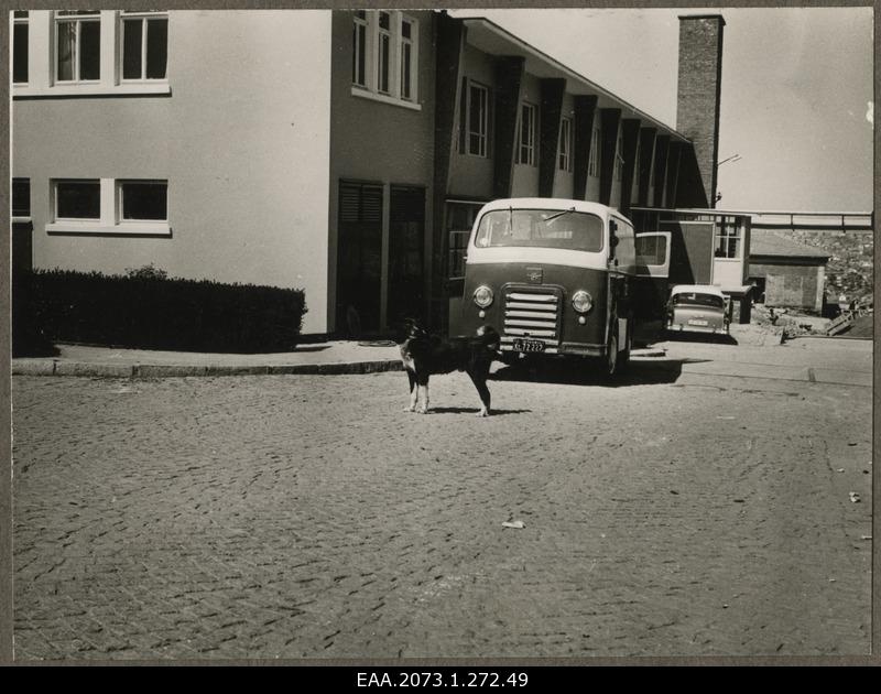 View of the dog at the yard of the Philips Radio Factory in Istanbul