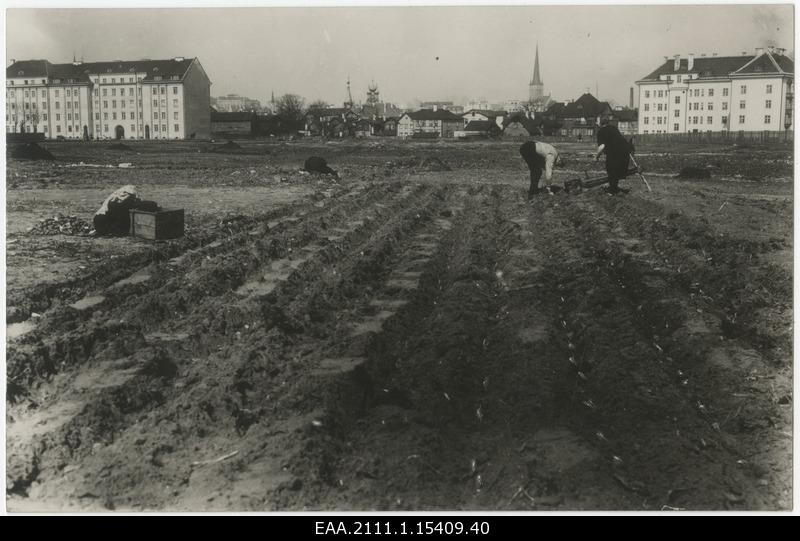 City Farmers of Tallinn