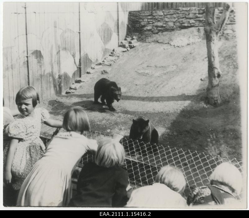 Bears of the Tallinn Zoo waiting for sweets from the children of Jüri and Mari
