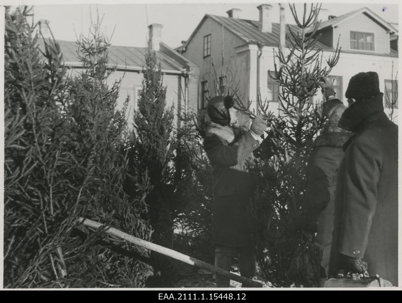 Sale of Christmas trees in Tartu market