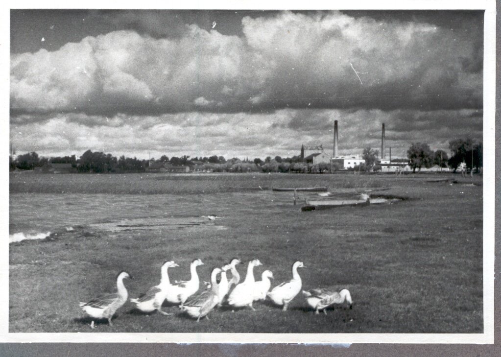 Foto Hanepere Tamula järve kaldal 1950.aastatel.Foto Hillar Uusi.