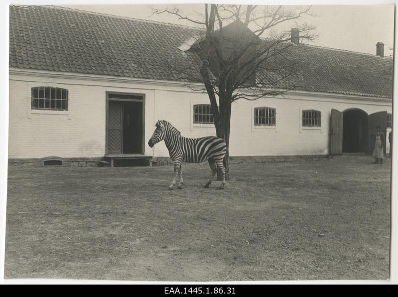 Zebra
