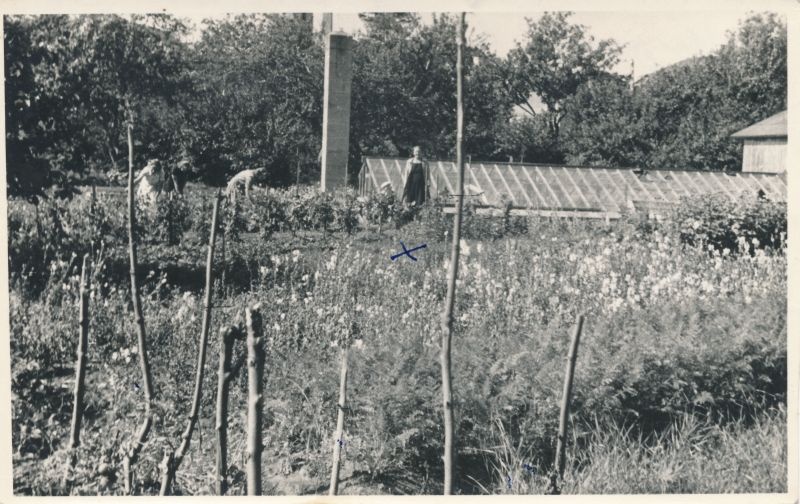 Foto. Juuli Martinsoni kogu. Haapsalu linnaaed ja kasvuhoone. Seisab Juuli Martinson. 1947.