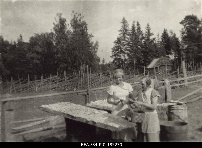 Women in the farm cleaned and dried the mushroom.