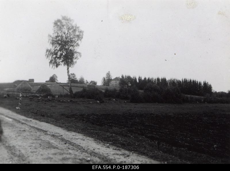 The landscape with hazels on the road.