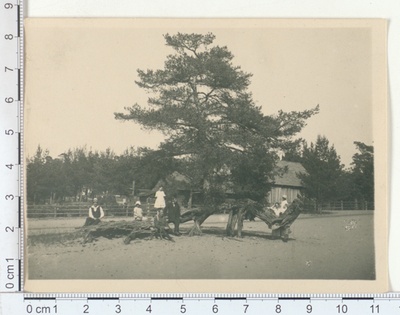 Rõhtsa tüvega mänd Võsul, 1920  similar photo
