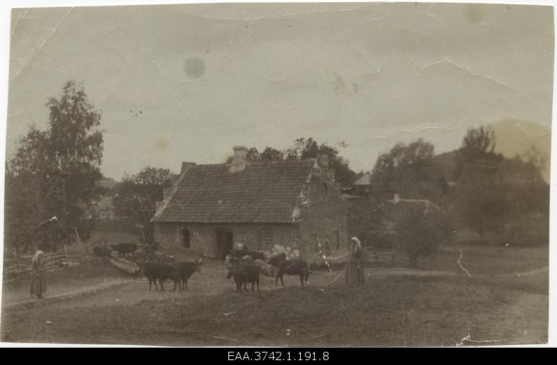 The brick stone of the manor of Pilkus. At the forefront of the cattle and two female bears
