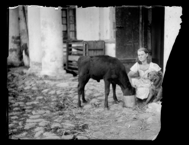 Naine  vasikat jootmas