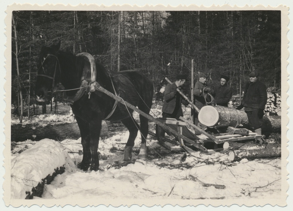 foto, Viljandimaa, palgivedu, u 1940