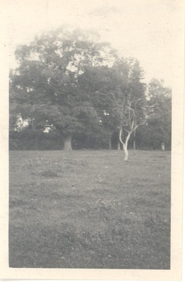 [Baer, Karl Ernst von] Synnikodu Piibe Manor itself.park.  duplicate photo