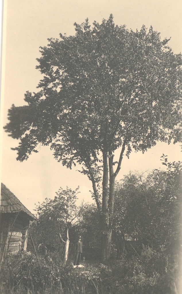 View of Taluaia, under the tree K. e. Food