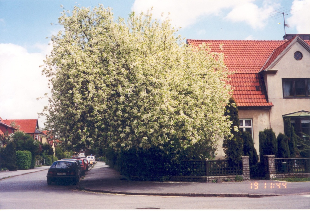 Toomingas Lundis, which remained on the way to the EKK house