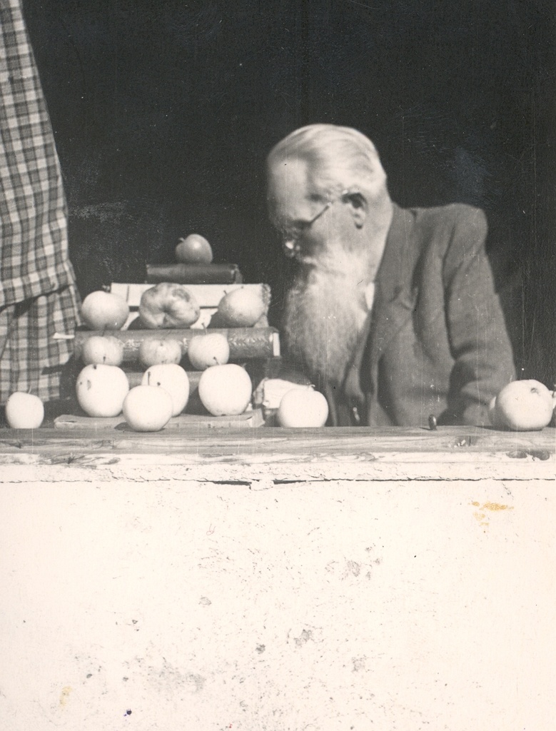 Ernst Peterson-Särgava apples 19. IX 1954
