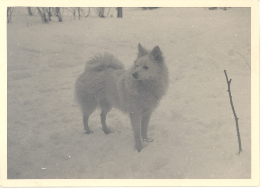 Johanna Kitzberg's dog