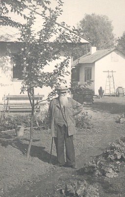 Ernst Peterson-Särgava in his garden in 1954.  similar photo