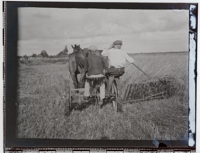 Teravilja koristamine viljalõikajaks kohandatud heinaniitjaga