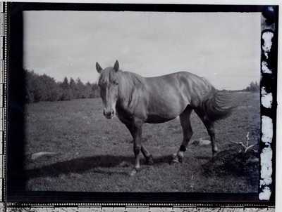 Hobune heinamaal  duplicate photo