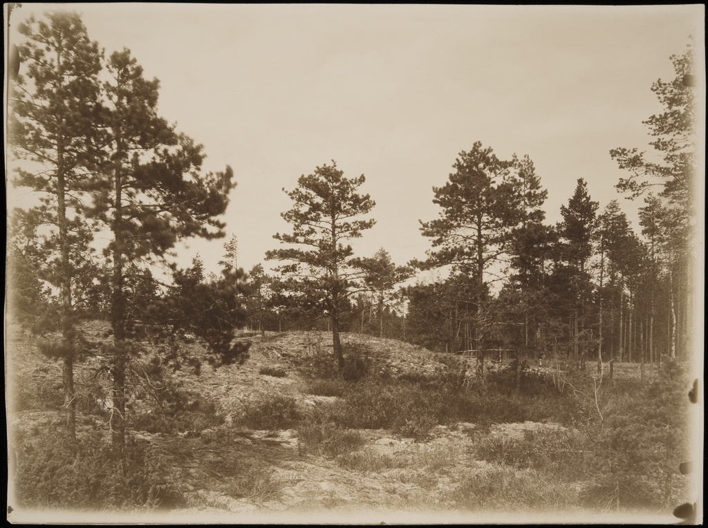 Eläintarhan puistoa.