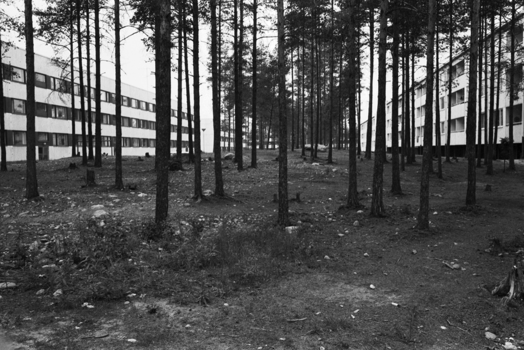 Kivisaarentie 12. Pitkiä, matalia kerrostaloja männikössä Kivisaarentien ja Heteniitynpolun paikkeilla.