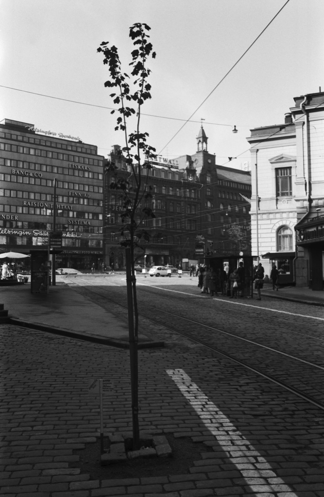 Aleksanterinkatu 52. Verivaahtera, jonka liikennepoliittinen yhdistys ENEMMISTÖ ry istutti Aleksanterinkadulle Stockmannin tavaratalon edustalle 12.6.1970 kävelykatukokeilun avajaispäivänä. Näkymä Mannerheimintien suuntaan.