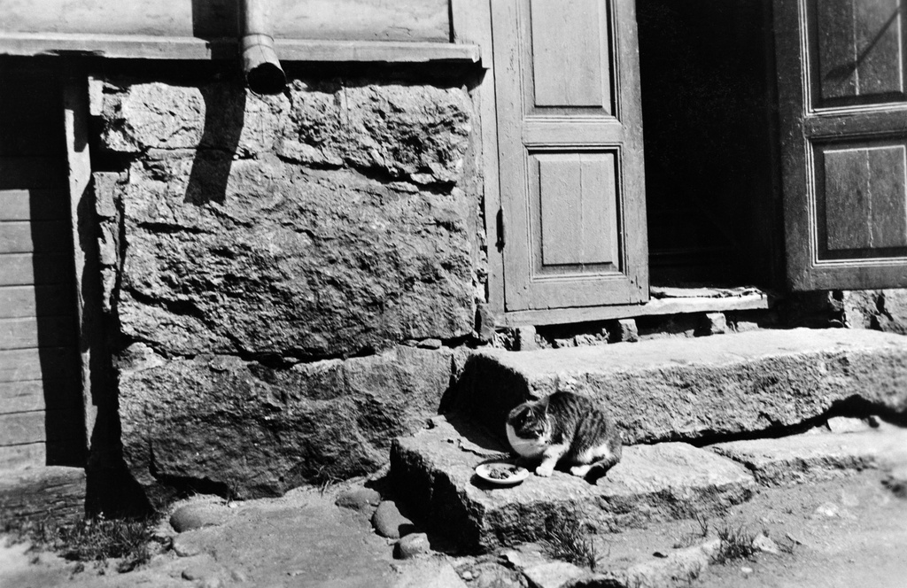 Kissa Ruoholahdenkatu 10:n portailla.