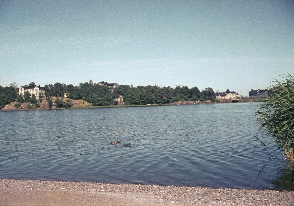Töölönlahden rantaa, vedessä sorsapesue, taustalla Linnunlaulun huviloita.