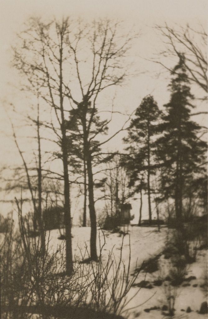 Talvinen metsikkö Villa Miramarin läheisyydessä.