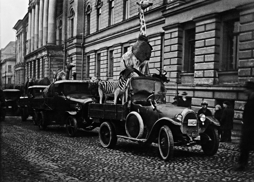 Yliopiston eläintieteelliset kokoelmat  siirretään Yliopiston päärakennuksesta Eläintieteellisen museoon.