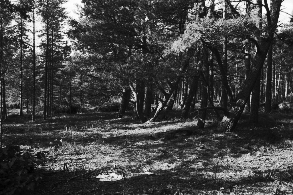 Kallahdenniemi. Kallahdenniemen metsämaisemaa.