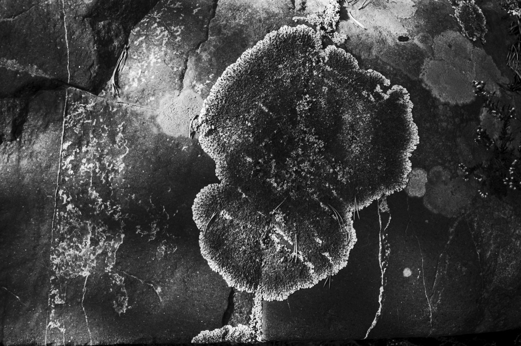 Kallahdenniemi. Jäkälää kalliossa Kallahdenniemessä.