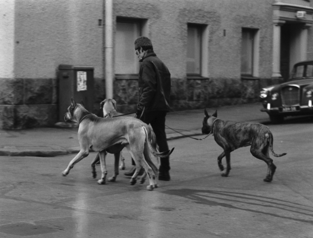 Meritullinkatu 20. Mies kolmen suuren koiran, tanskandoggien kanssa ylittämässä Meritullinkatua Maneesikadun risteyksessä. Ajoneuvo vasemmalla: Wolseley 6/99.