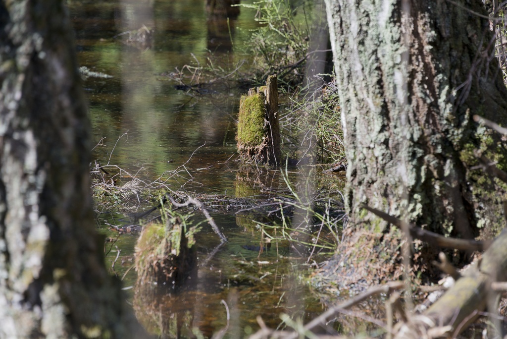 Länsimäki. Ensimmäisen maailmansodan aikainen maalinnoitus, tukikohta II: este Länsimäessä, Vantaalla. Kuvassa on alueen piikkilankaesteeseen kuuluneita pystysuoria puutolppia, jotka kohoavat noin 20 cm maanpinnan yläpuolelle viivasuorassa rivissä. Tolppien maanpäällinen osa on ollut aikanaan vähintään metrin korkuinen. Tolppiin kiinnitetyt piikkilangat suojasivat puolustusasemaa II:7.