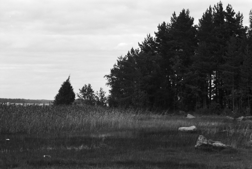 Rantakaislikkoa Uutelassa.