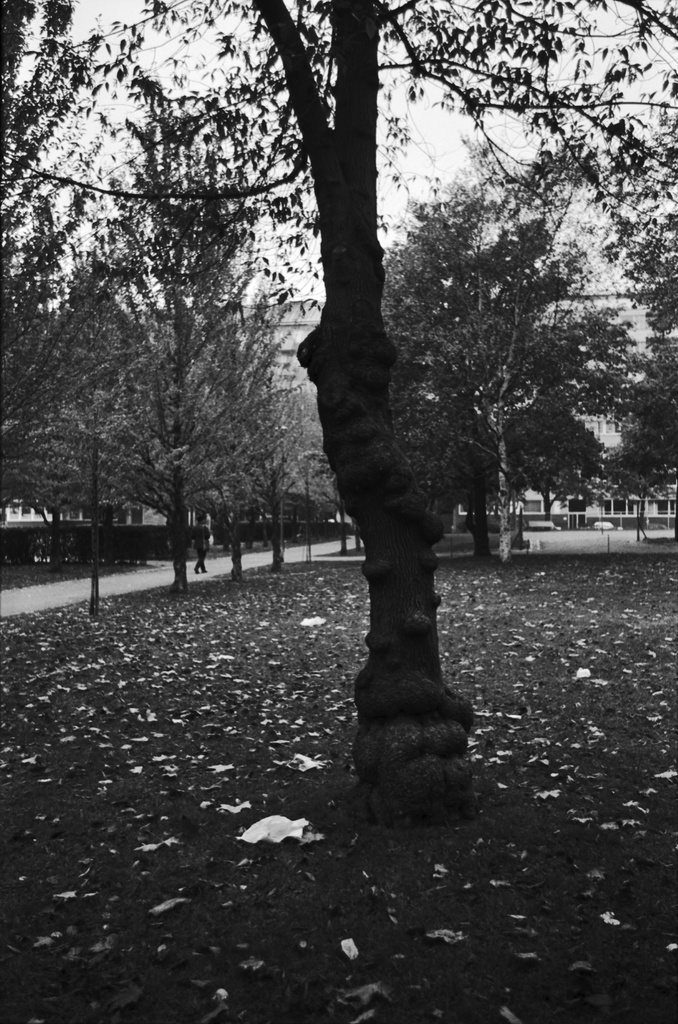 Tehtaanpuisto. Pahkainen puu syksyisessä Tehtaanpuistossa.