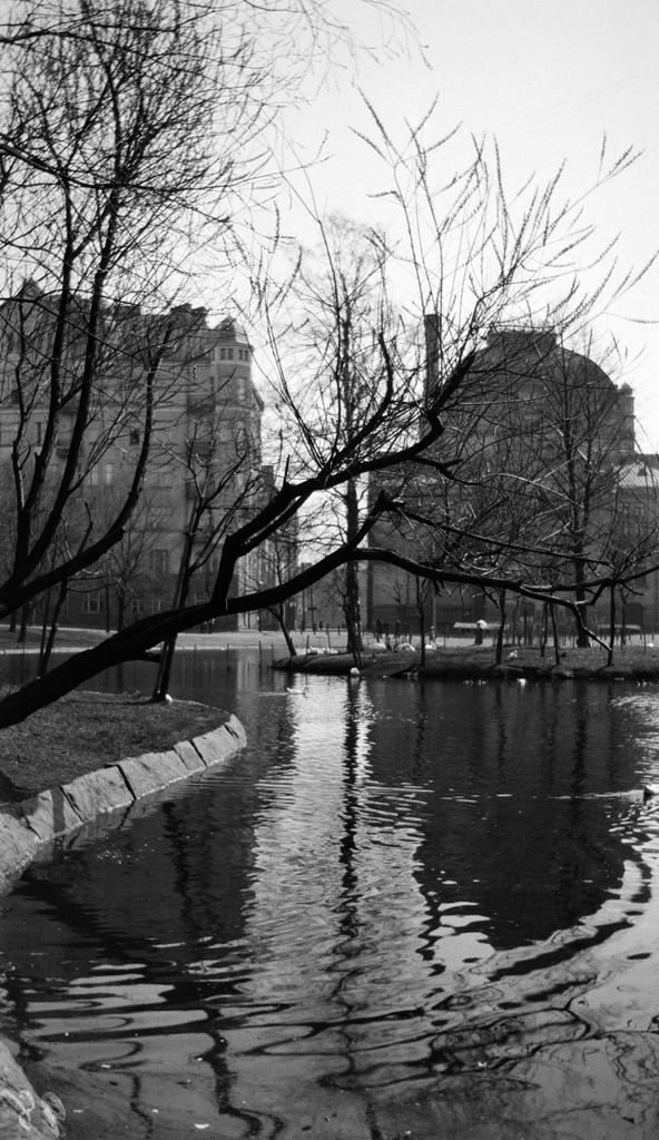 Kaisaniemi, joutsenlampi.