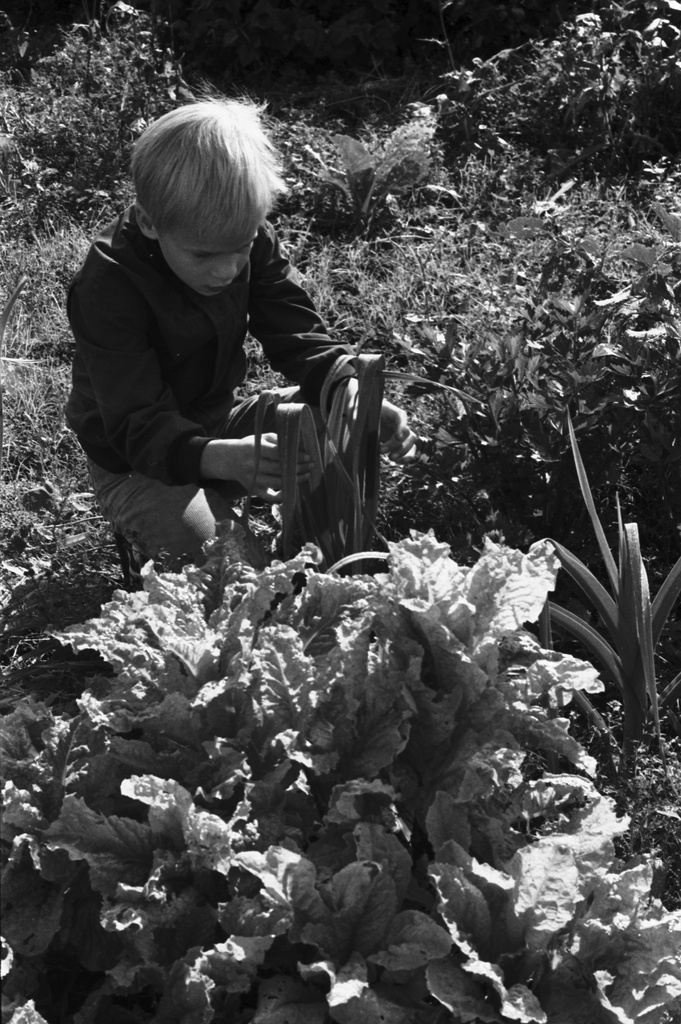 Vähänkyröntie 4. Poika (Aapo Rista) tarkastelemassa kylvämäänsä ja istuttamaansa satoa Kumpulan koulukasvitarhassa. Etualalla lehtisalaattia, taaempana purjoa.
