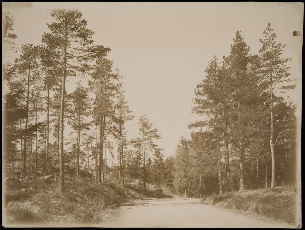 Eläintarhan puistoa.