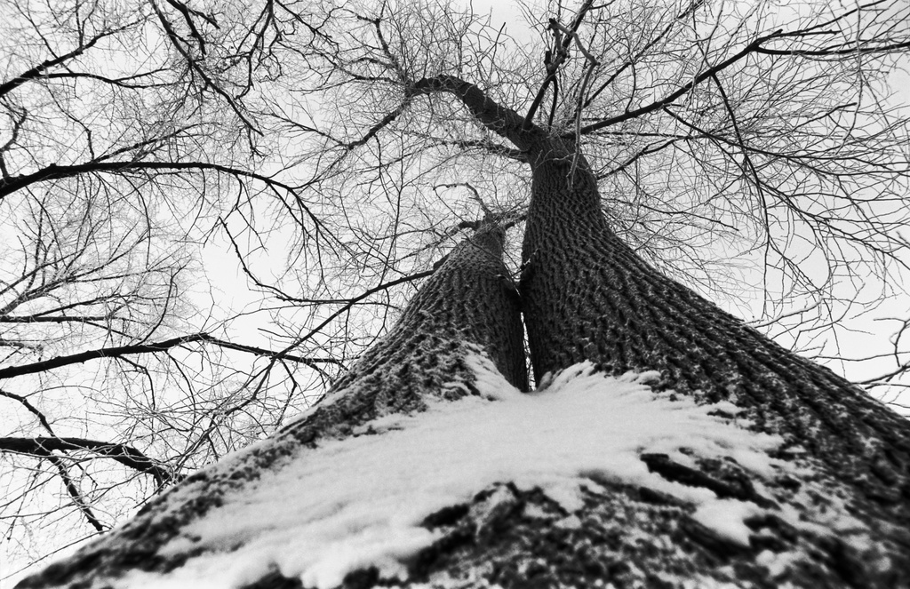 Liisanpuistikko. Luminen, huurteinen kaksihaarainen puunrunko alhaalta latvaan päin kuvattuna Liisanpuistikossa.