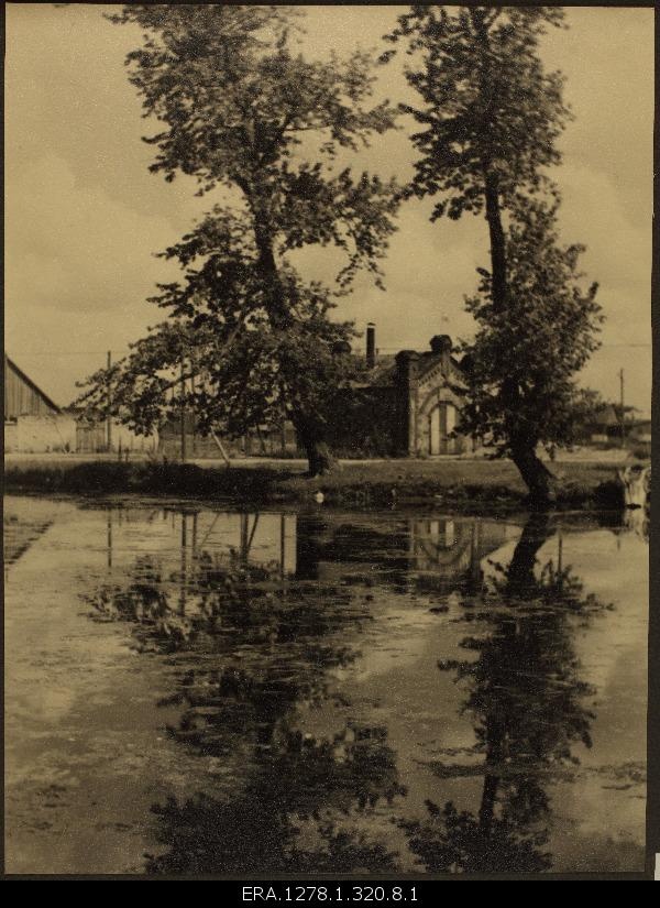 View of the tigue.