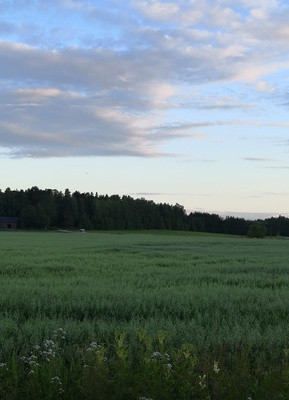 Ilmalaiva Graf Zeppelin Viikin niityn yllä rephoto