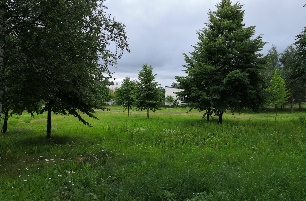 Kurkimäen asuntoalue ja korttelitalo Paukkulanraitilta kuvattuna. rephoto