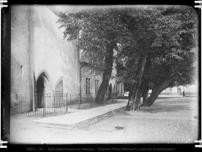 Toompea kiriku esised puud  duplicate photo