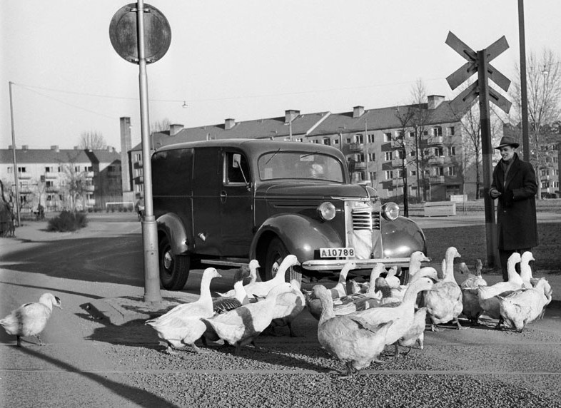 Nowadays, 1948 - Gåsflock vid spårvägsspår vid Sofielundsplan i Enskede