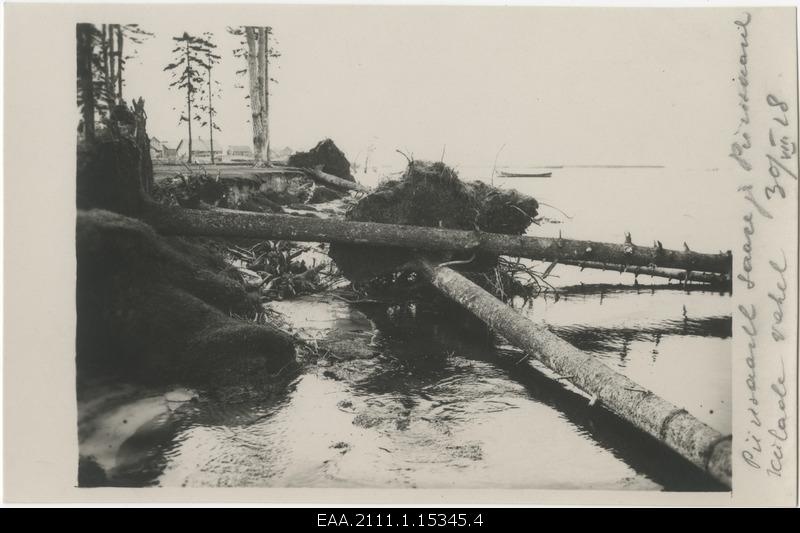 Felled trees on the border island