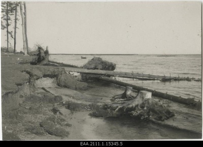 Felled trees on the shore of Piirissaare  duplicate photo