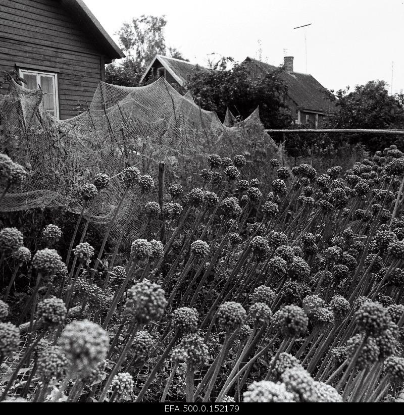 Cultivation of onion or so-called black seed on the Piirissaar.